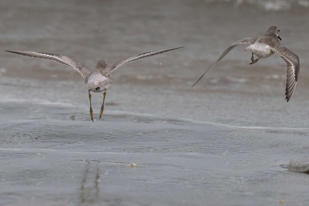 Red Knot - ML611608497