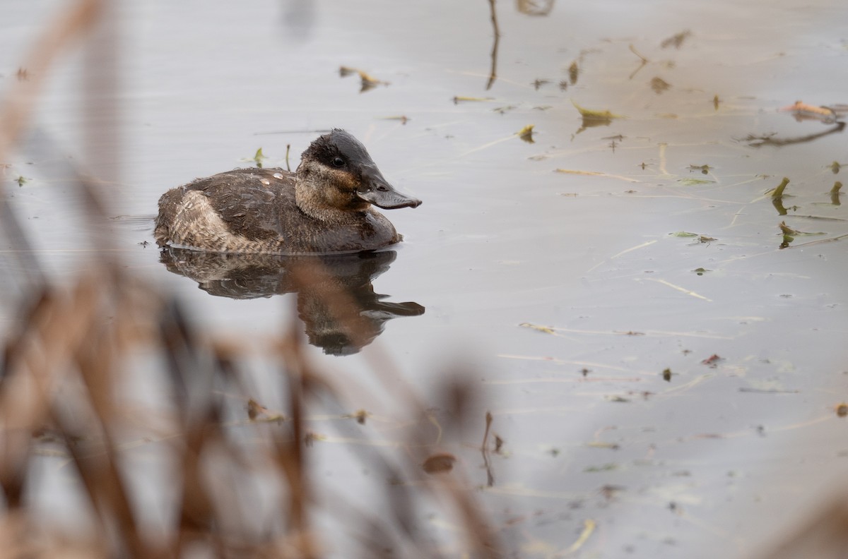 Ruddy Duck - Kevin Gong