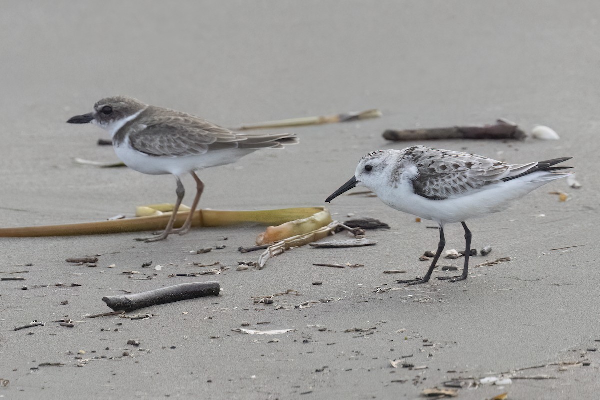 Wilson's Plover - ML611608637