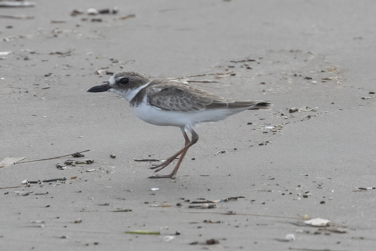 Wilson's Plover - ML611608640