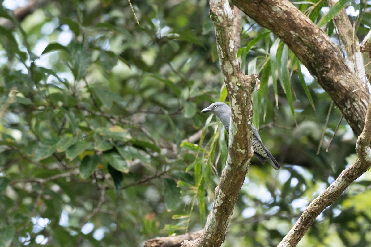 Bar-bellied Cuckooshrike (Philippine) - ML611608649