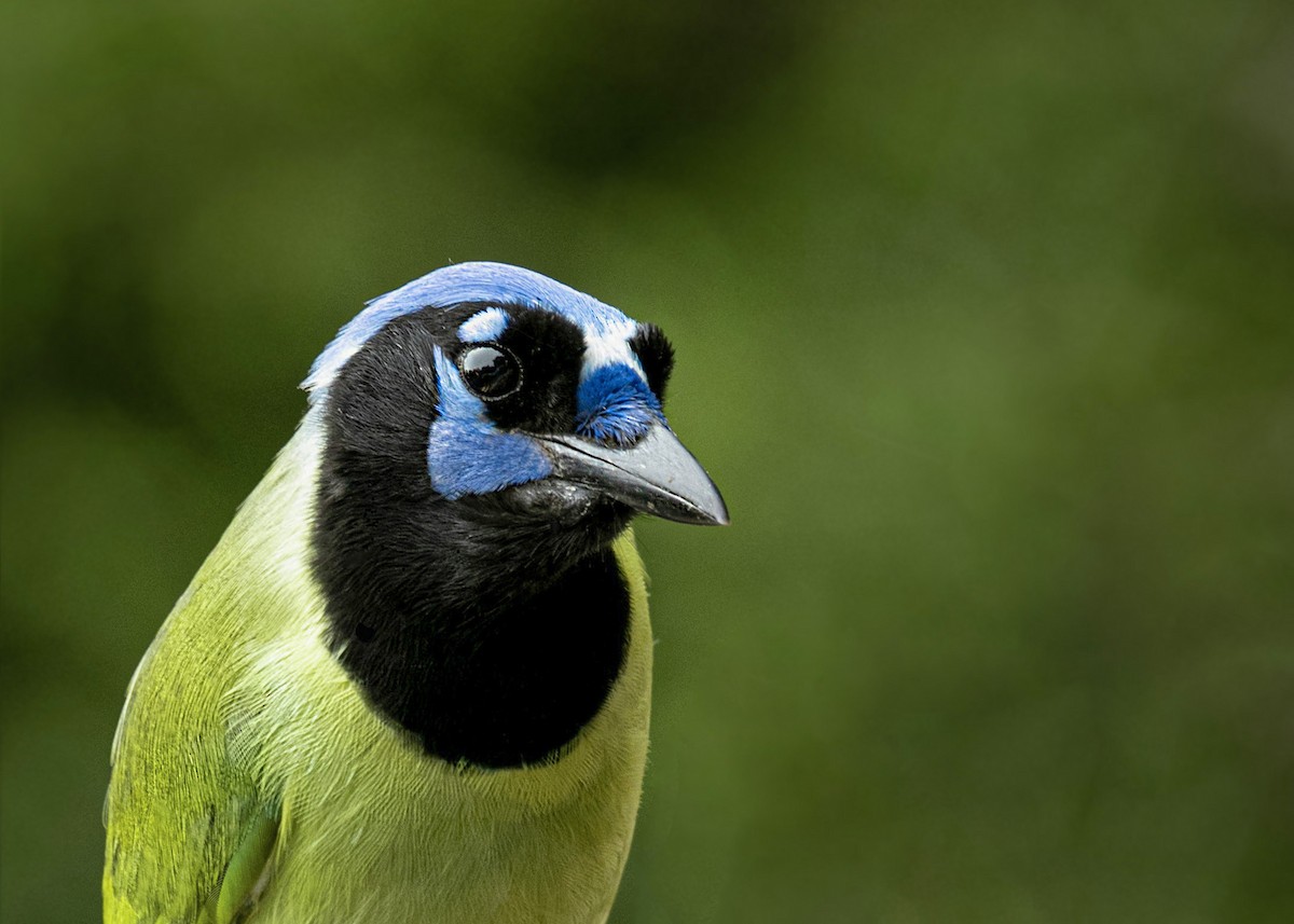 Green Jay - ML611608700