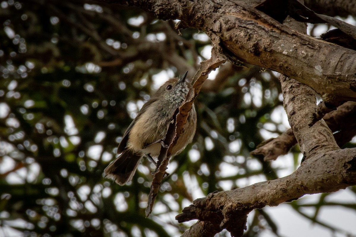 Brown Thornbill - Trevor Evans