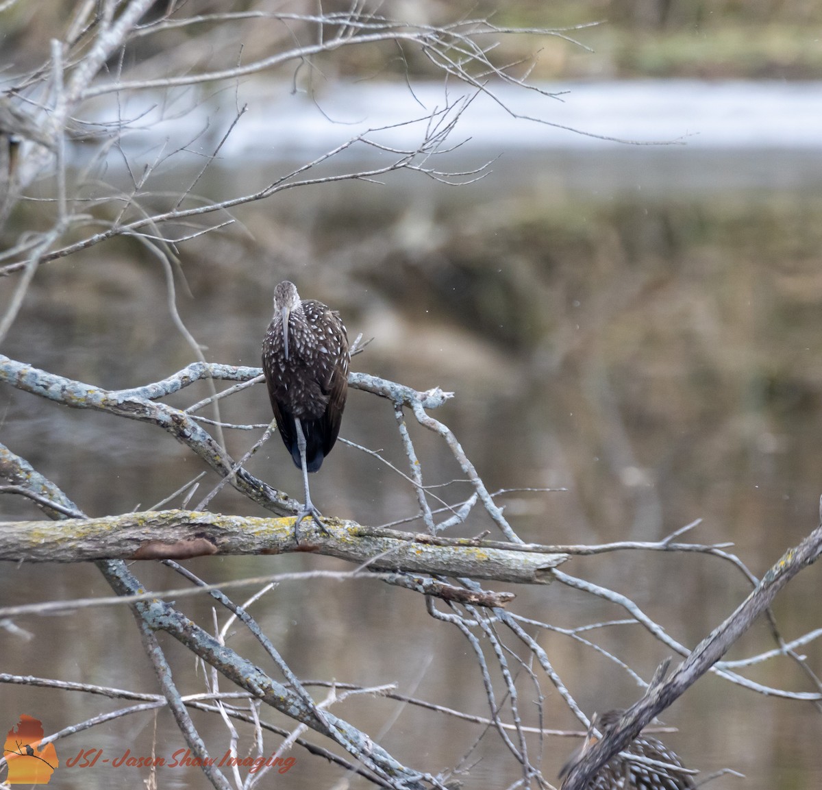 Limpkin - ML611608881