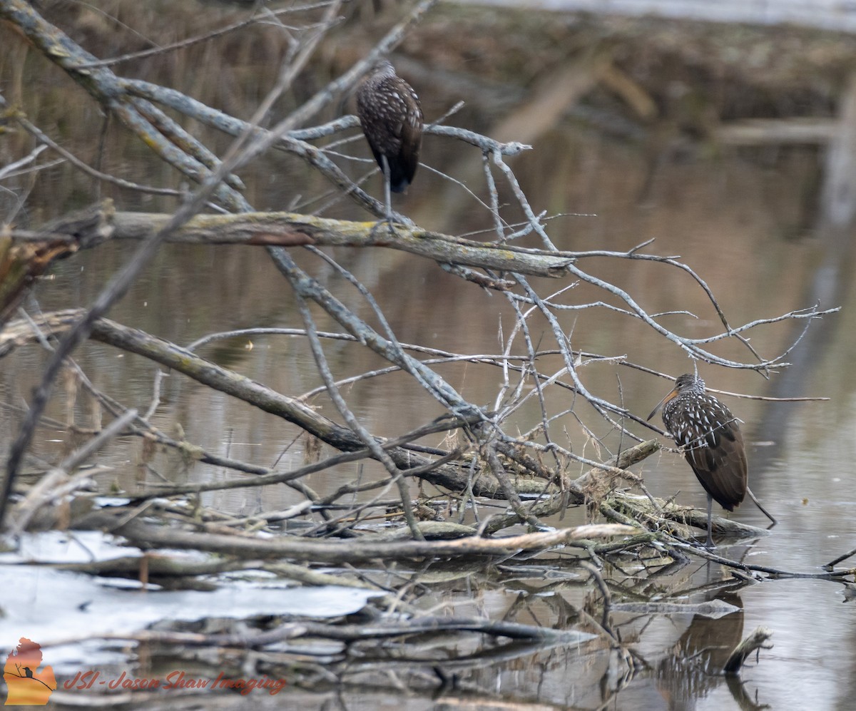 Limpkin - ML611608883