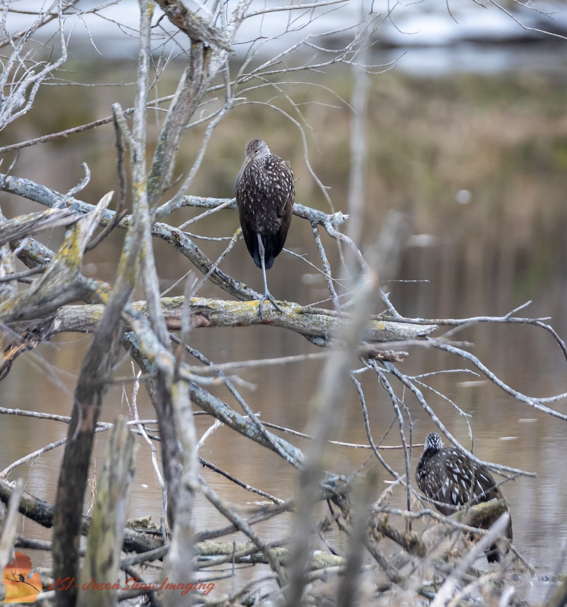 Limpkin - ML611608884