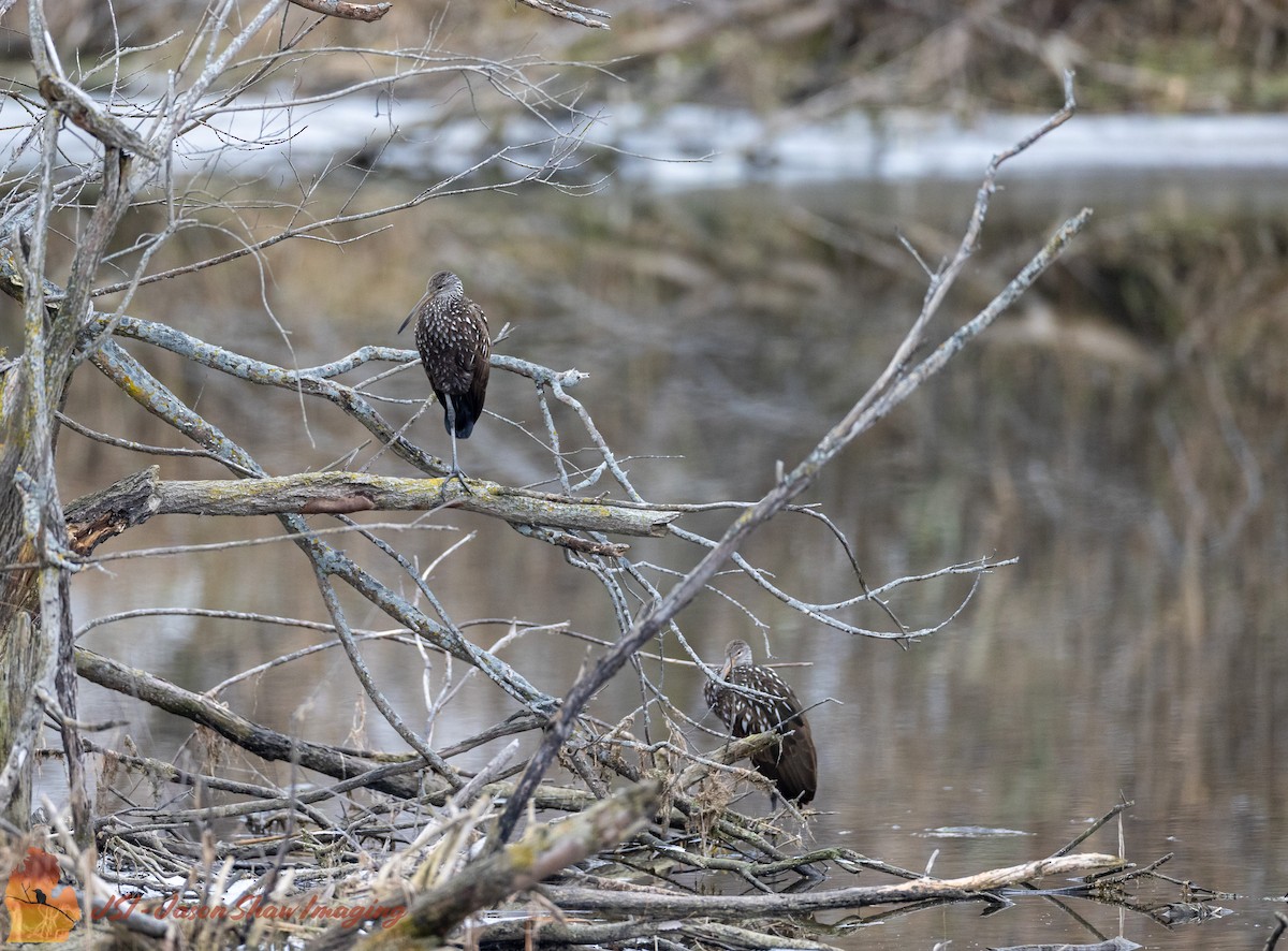 Limpkin - ML611608886