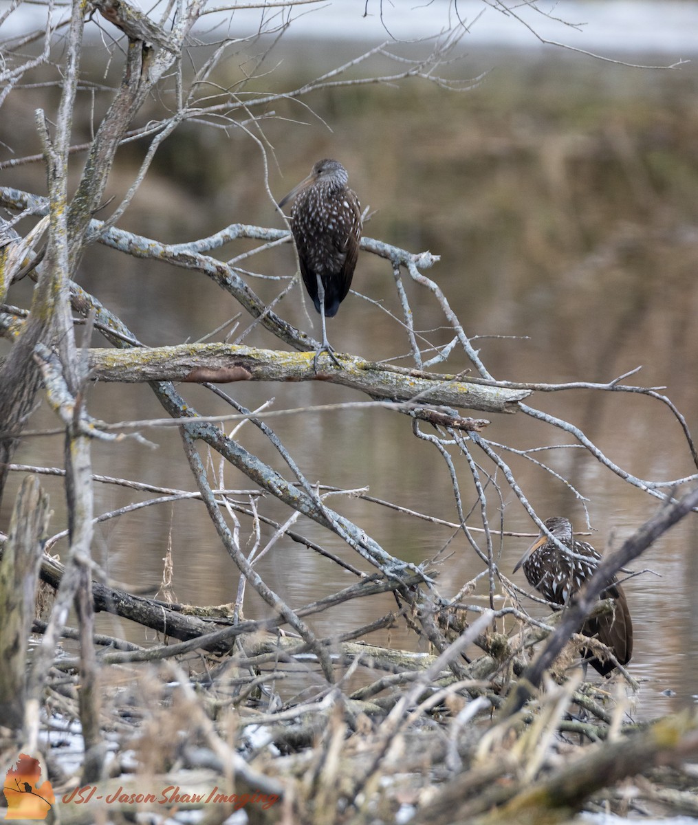 Limpkin - ML611608888