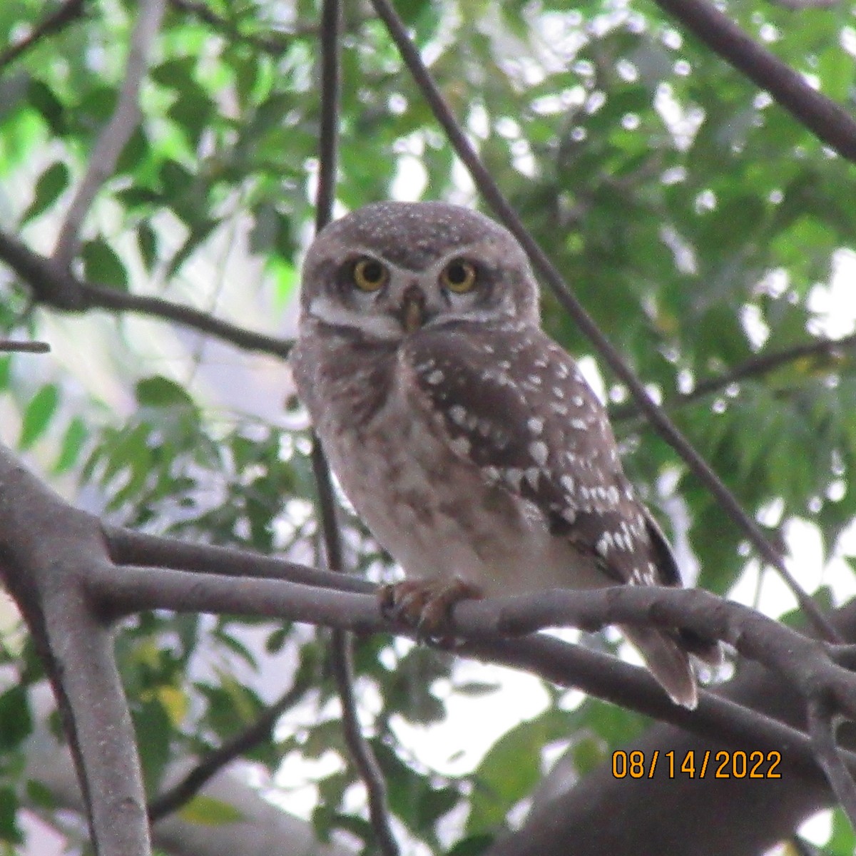 Spotted Owlet - ML611608968