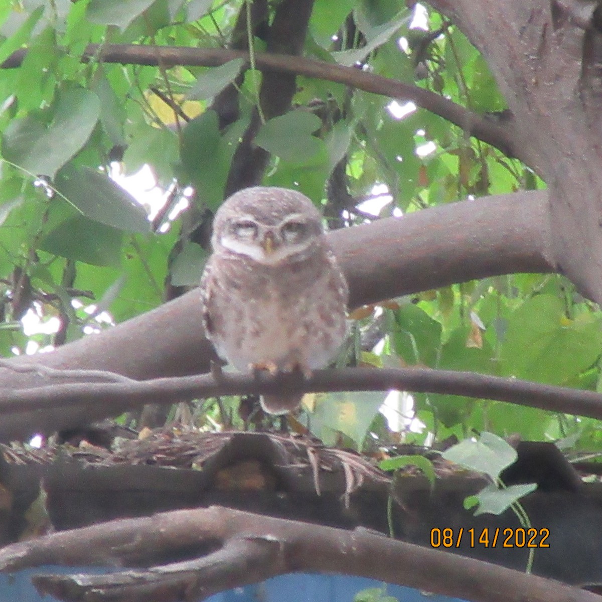 Spotted Owlet - ML611608974