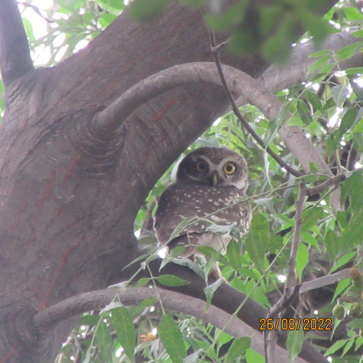 Spotted Owlet - ML611609019