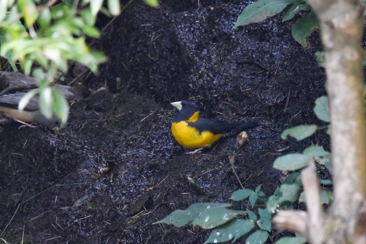 Black-and-yellow Grosbeak - ML611609054