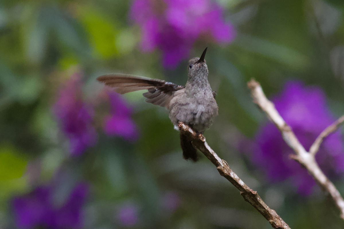 Sombre Hummingbird - ML611609199