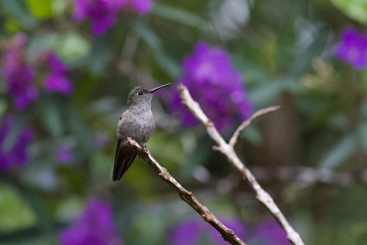 Sombre Hummingbird - Justyn Stahl