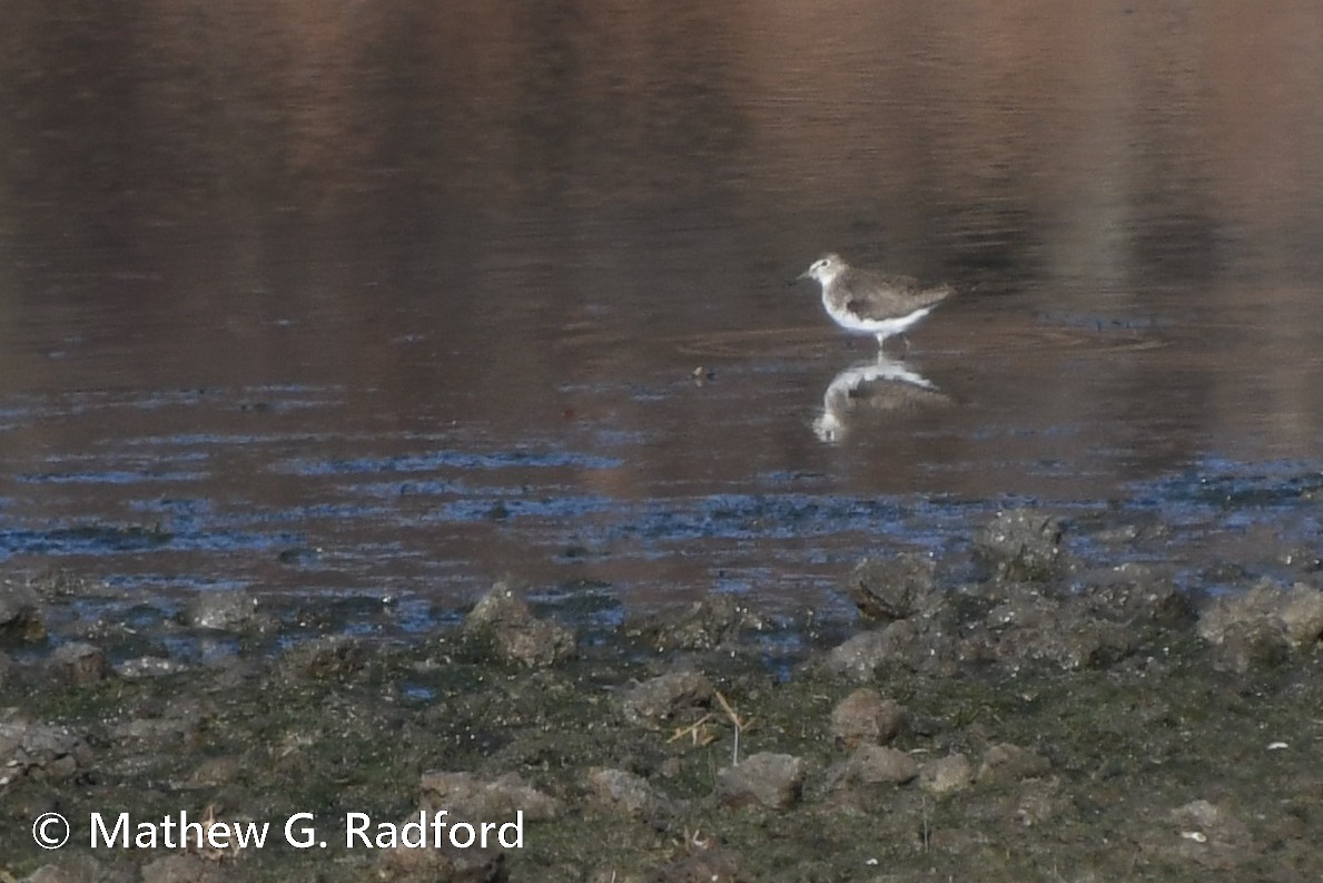 Solitary Sandpiper - ML611609244