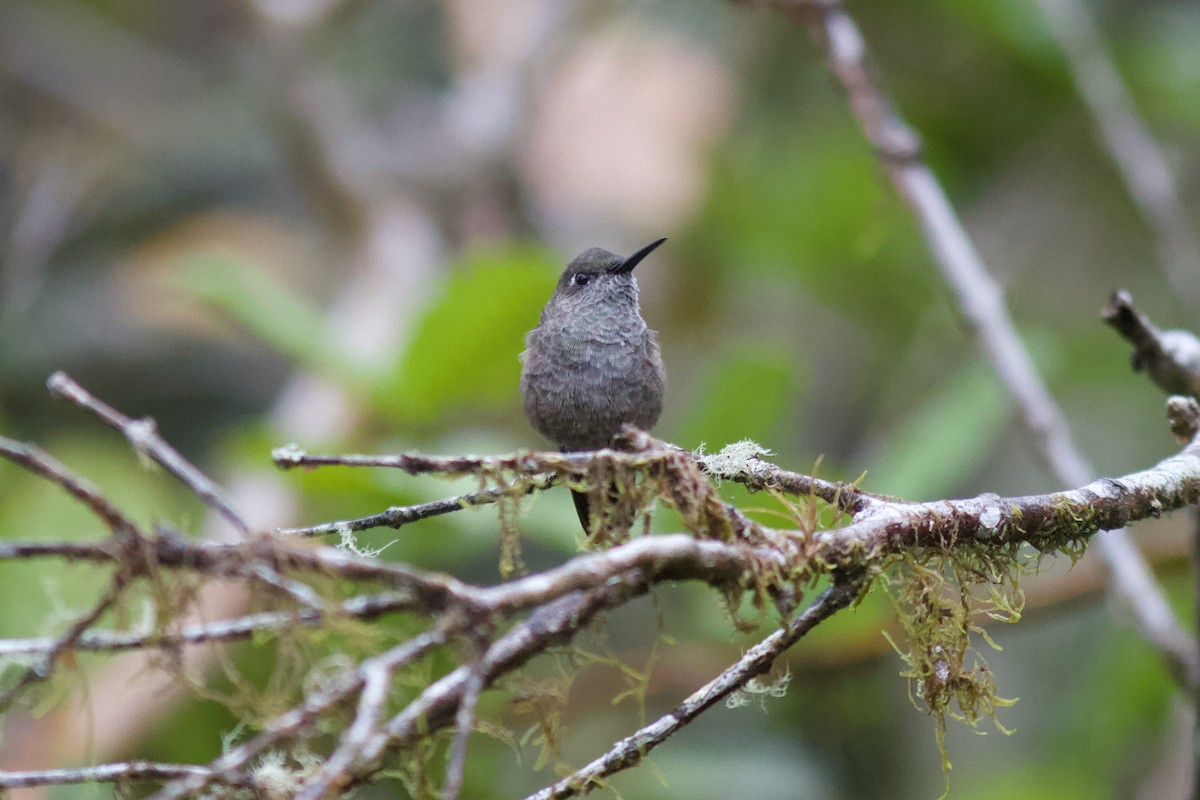 Sombre Hummingbird - Justyn Stahl