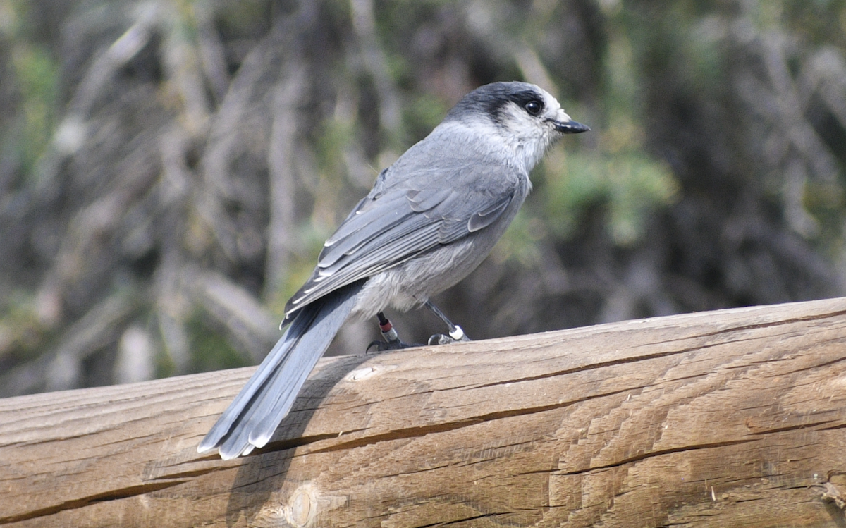 Canada Jay - ML611609450