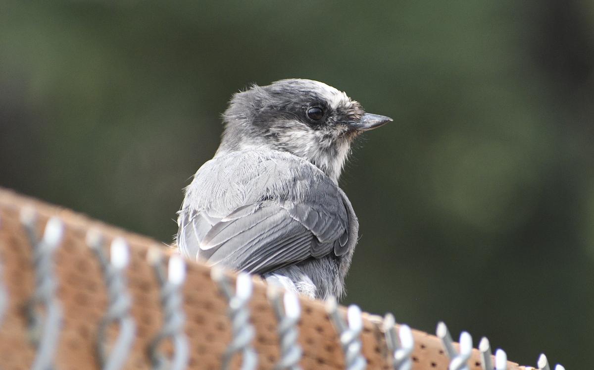 Canada Jay - ML611609451