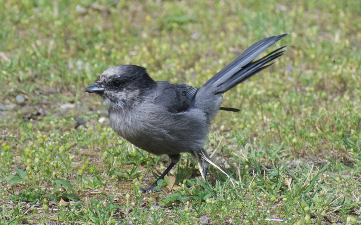 Canada Jay - ML611609452