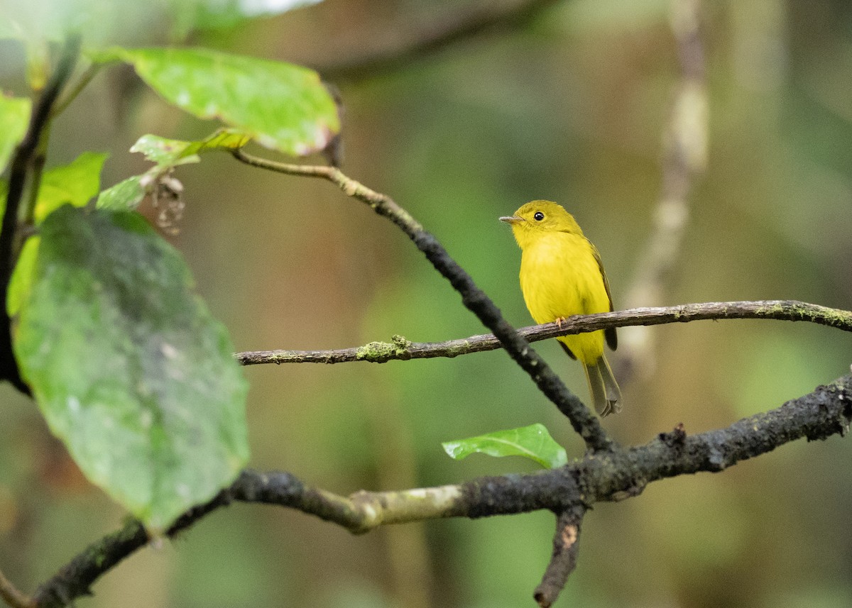 Citrine Canary-Flycatcher - ML611609624