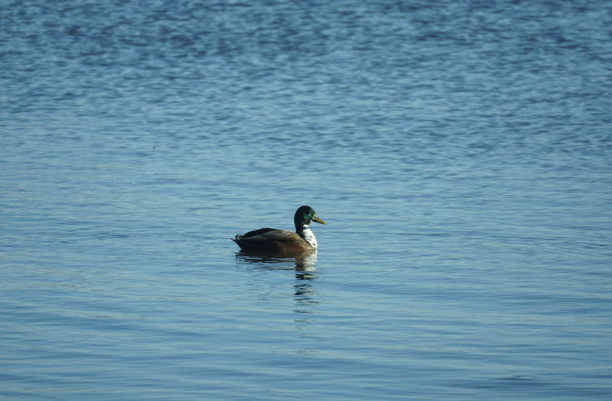 Canard colvert (forme domestique) - ML611609648