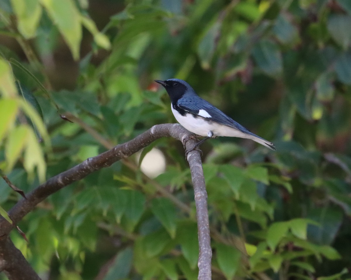 Black-throated Blue Warbler - ML611609682