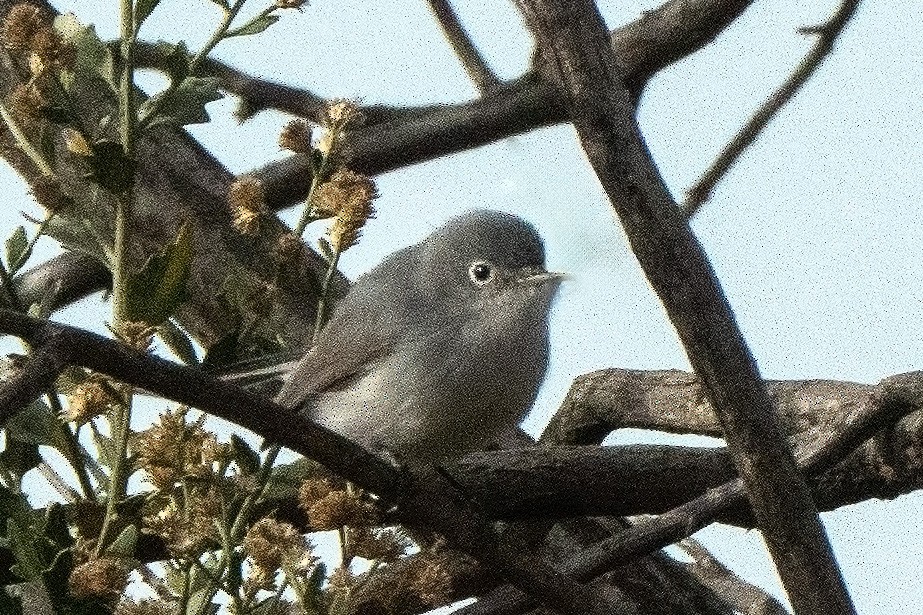 Blue-gray Gnatcatcher - Frank Severson