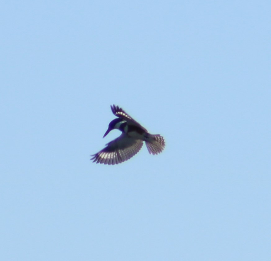 Belted Kingfisher - ML611609832