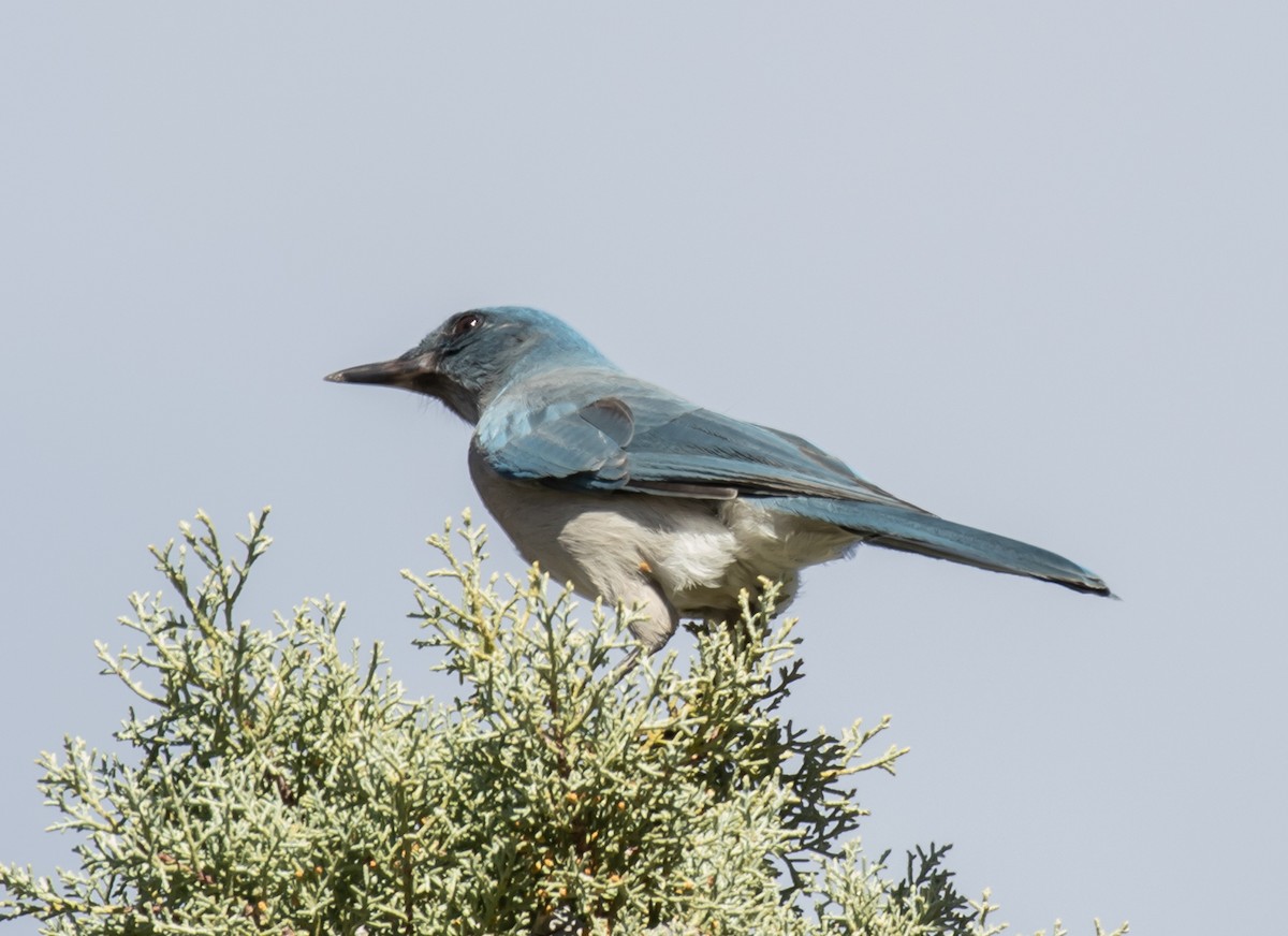 Mexican Jay - ML611609843