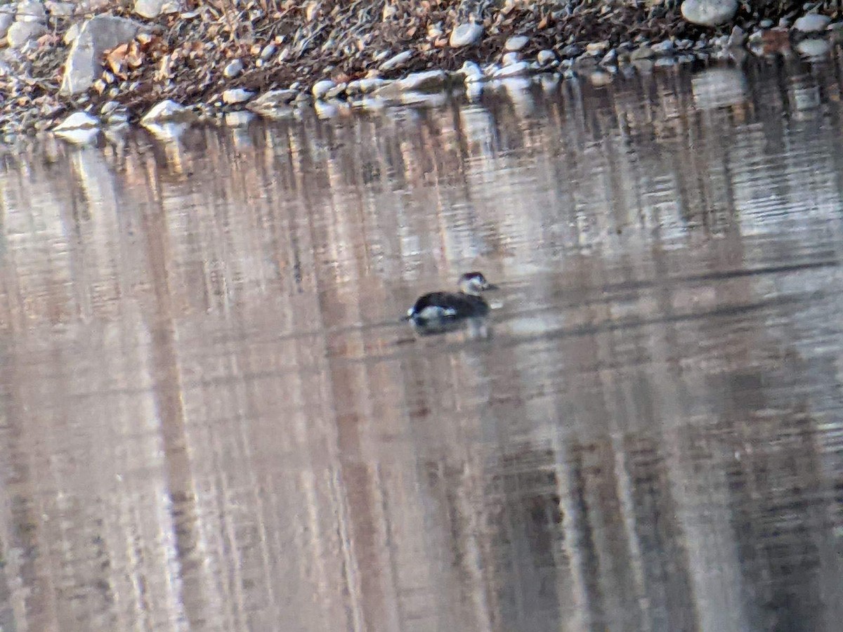 Long-tailed Duck - ML611609987