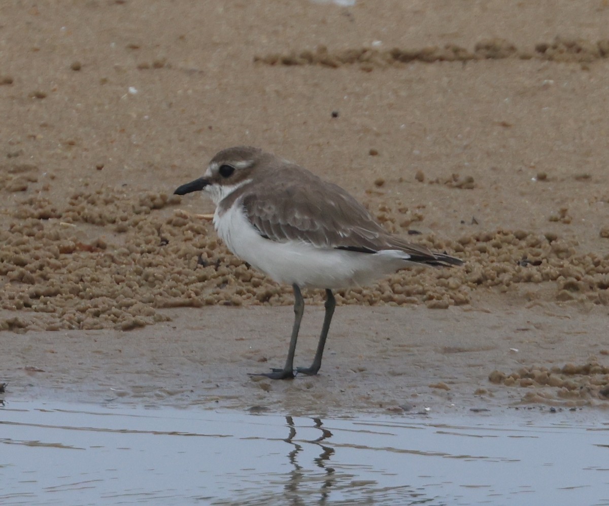 Greater Sand-Plover - ML611610134