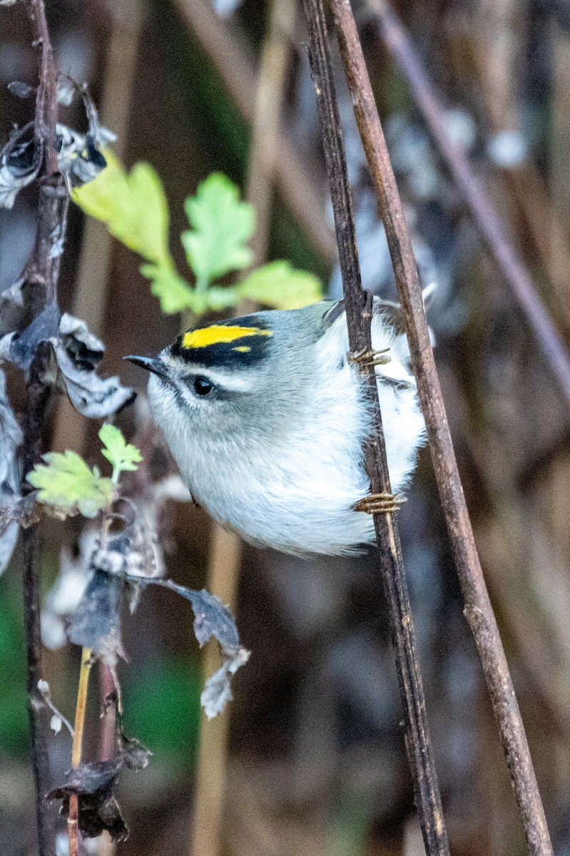 Golden-crowned Kinglet - ML611610212