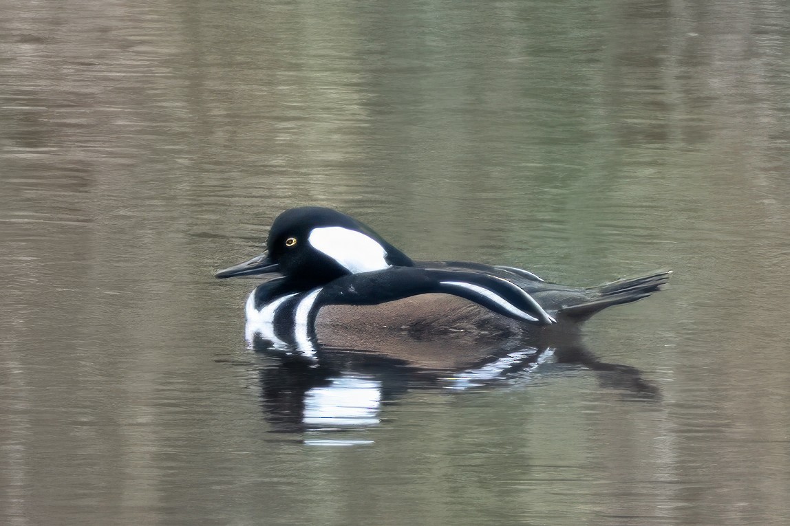 Hooded Merganser - ML611610309