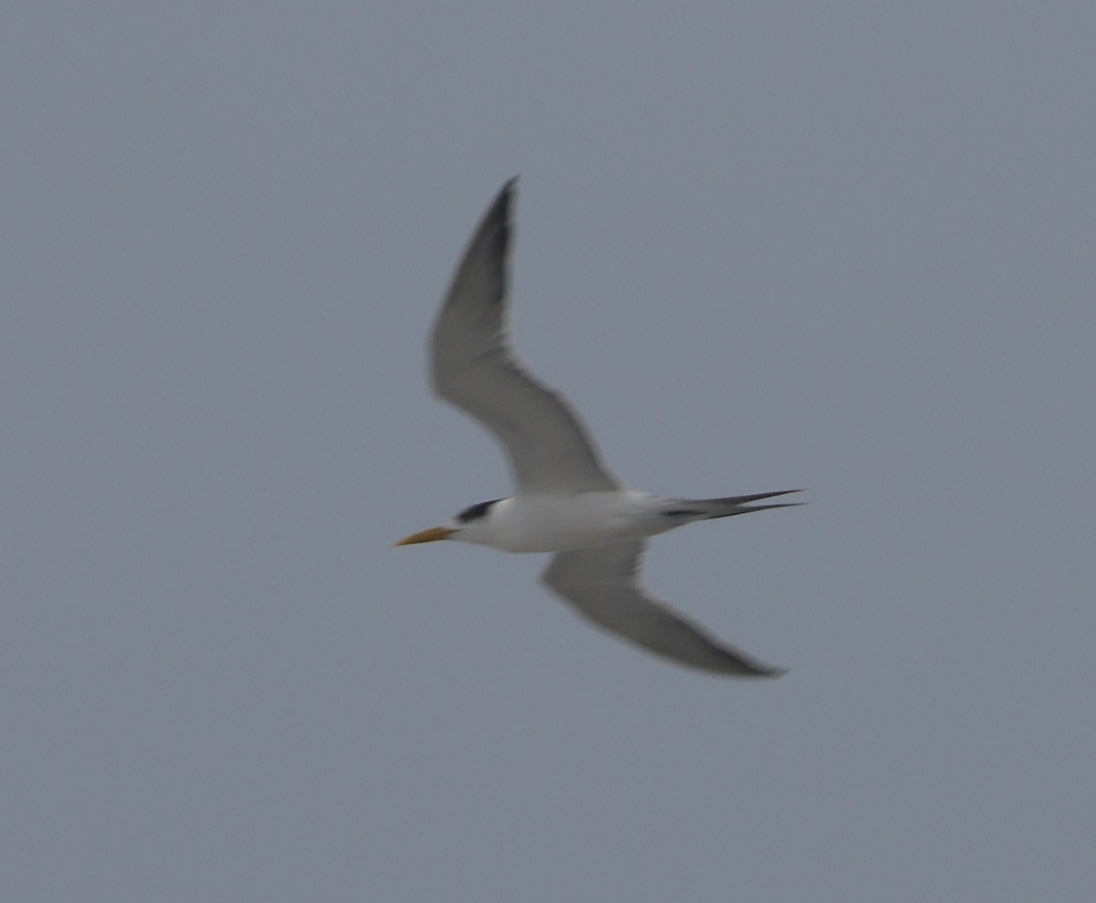 Lesser Crested Tern - ML611610351