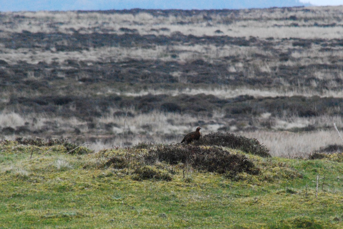 Willow Ptarmigan (Red Grouse) - ML611610515