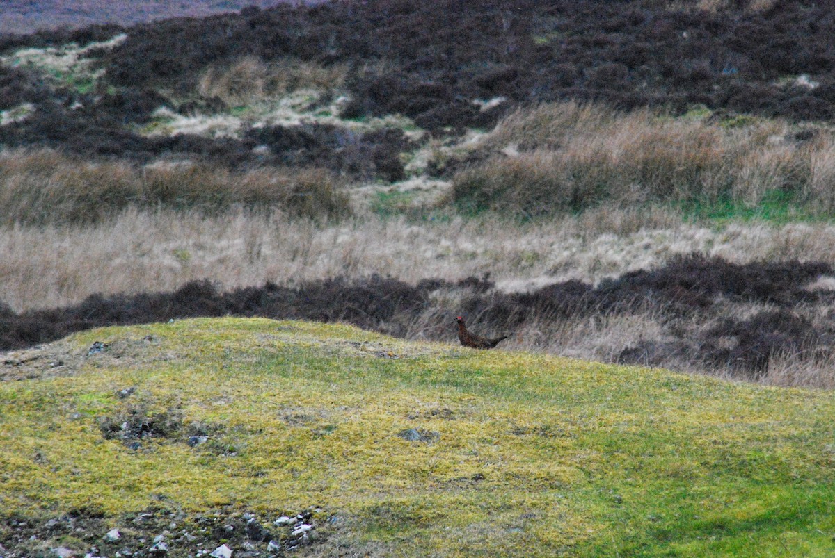 Willow Ptarmigan (Red Grouse) - ML611610516