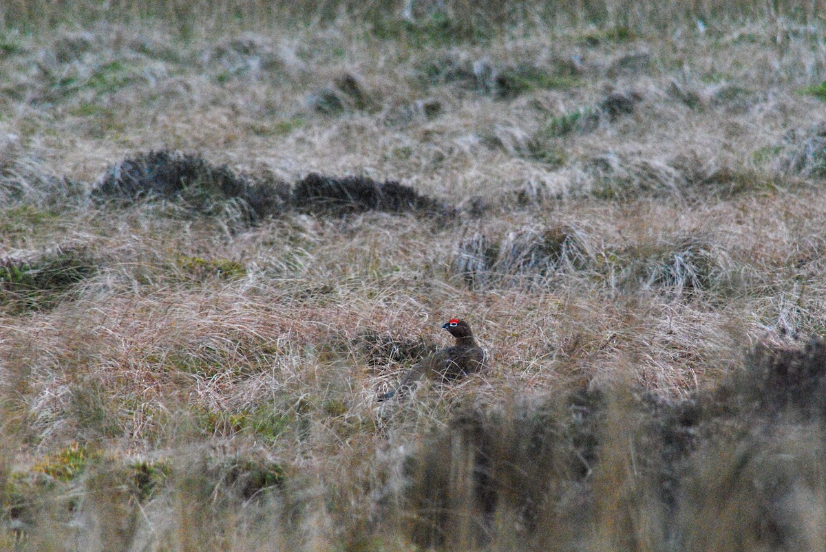 Willow Ptarmigan (Red Grouse) - ML611610517