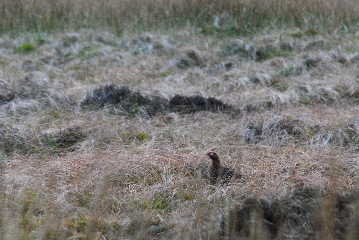 Willow Ptarmigan (Red Grouse) - ML611610518