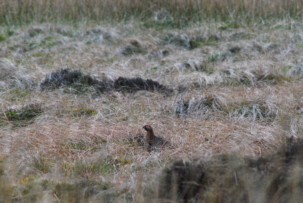 Willow Ptarmigan (Red Grouse) - ML611610519