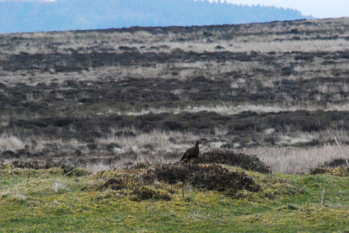 Willow Ptarmigan (Red Grouse) - ML611610520