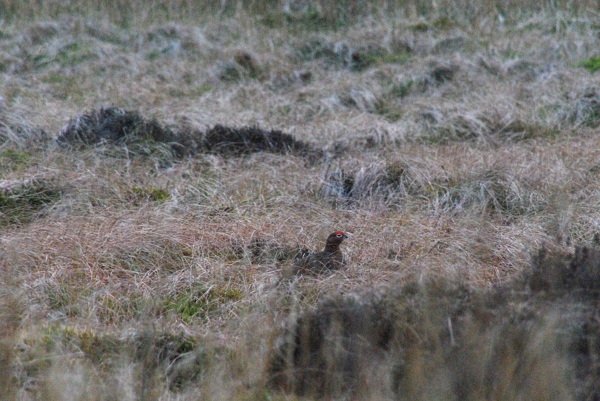 Willow Ptarmigan (Red Grouse) - Miles Scheuering