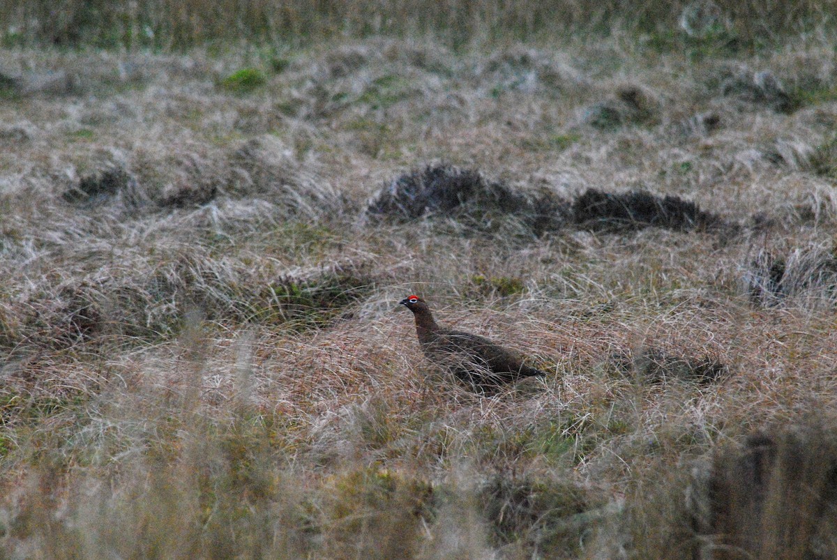 Willow Ptarmigan (Red Grouse) - ML611610522