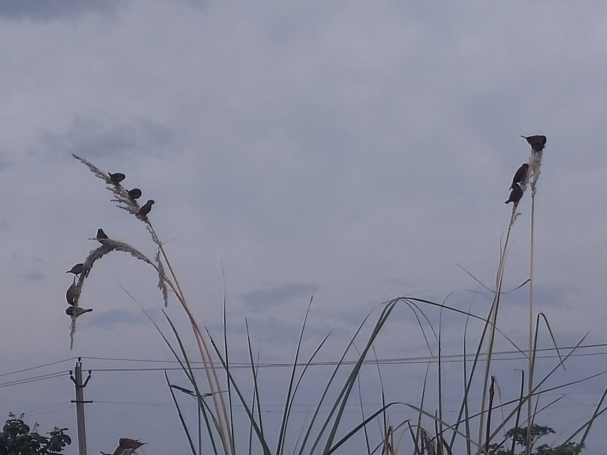 Scaly-breasted Munia - Aaryan bhalla