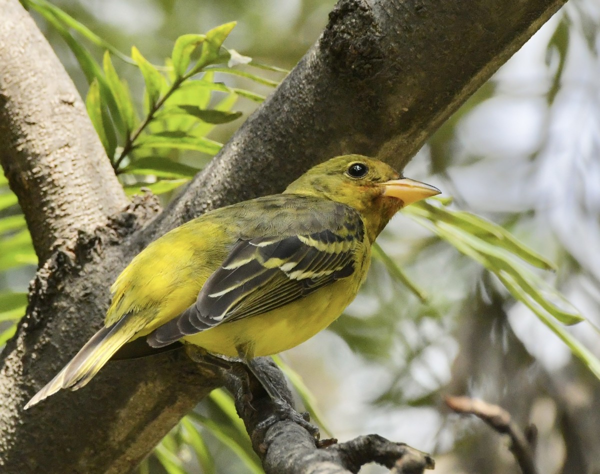 Western Tanager - ML611610597