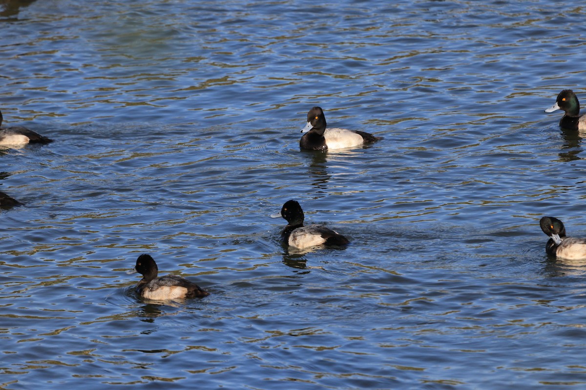 Lesser Scaup - Hamoud Z.