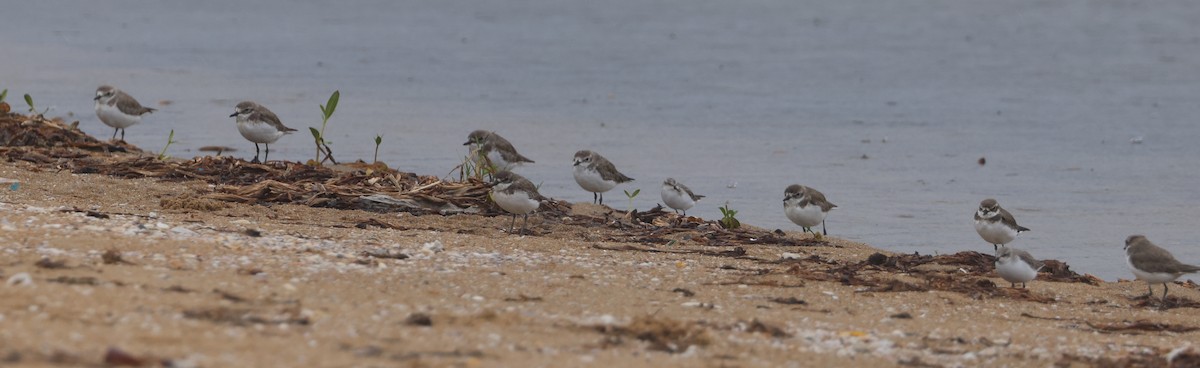 Greater Sand-Plover - ML611610711