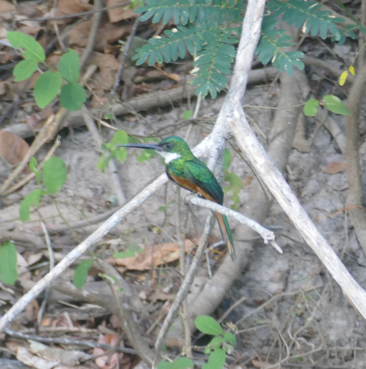 Wattled Jacana - ML611610737