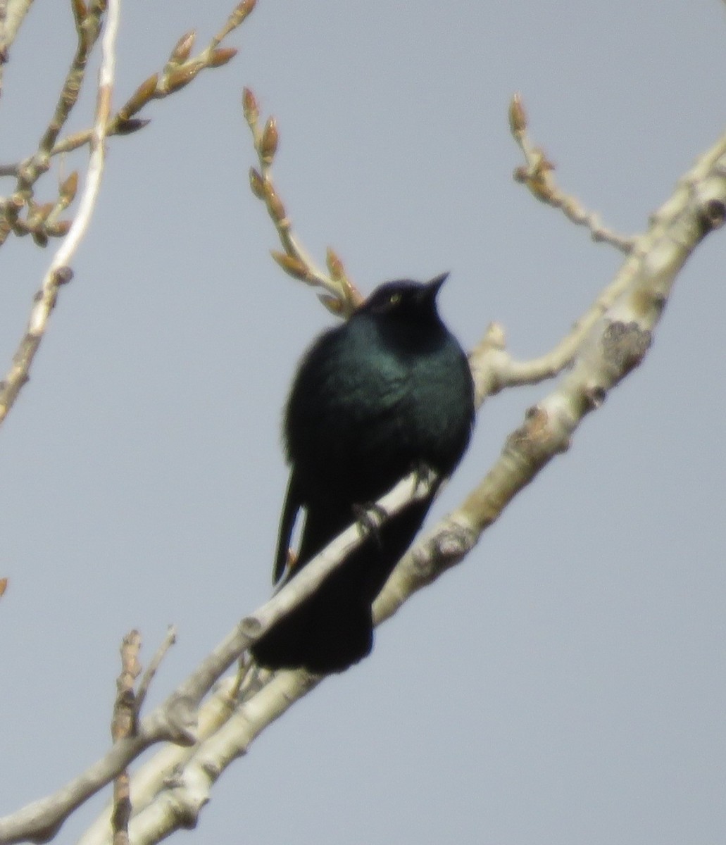 Brewer's Blackbird - ML611611031