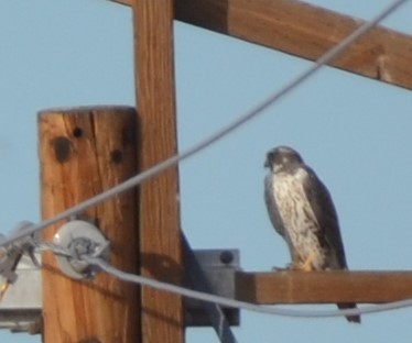 Prairie Falcon - ML611611050