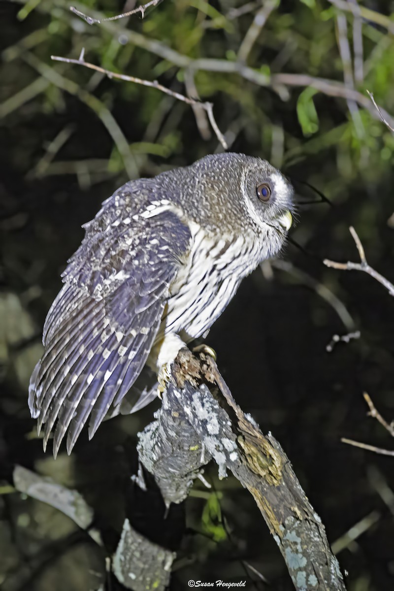 Mottled Owl (Mottled) - ML611611102